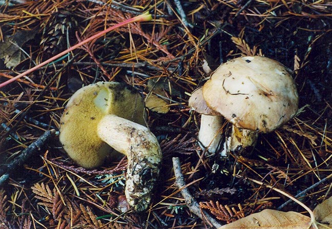Suillus pallidiceps